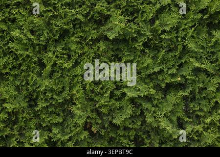 Green Thuja Hedge Texture Background Stock Photo
