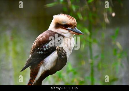 ​A captivating horizontal side portrait of a magnificent laughing kookaburra (Dacelo novaeguineae) perched alertly in its natural habitat. The composi Stock Photo