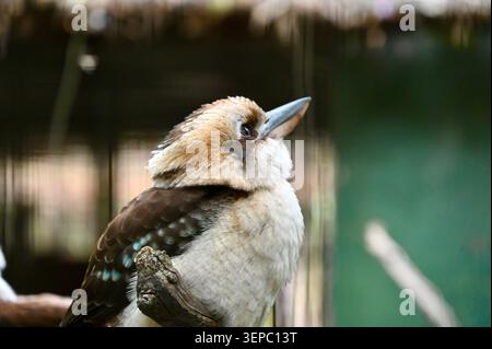 An expressive horizontal close-up portrait of a laughing kookaburra (Dacelo novaeguineae) tilted slightly upward. The large terrestrial kingfisher is Stock Photo