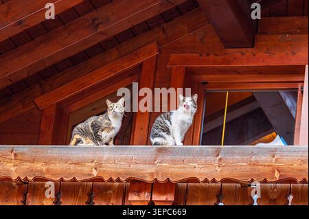 Two domestic cats sit on the edge of a wooden balcony roof of a rustic alpine chalet in Pfelders, South Tyrol, Italy. The warm-toned wood facade and e Stock Photo