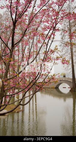 Ancient bridges and blooming peach blossoms by the lakes south of the Yangtze River, China, Spring 2026 Stock Photo