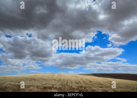 Hilly summer landscape with wheat fields, where the clouds create suggestive plays of light and shadow in Apulia, southern Italy. Stock Photo