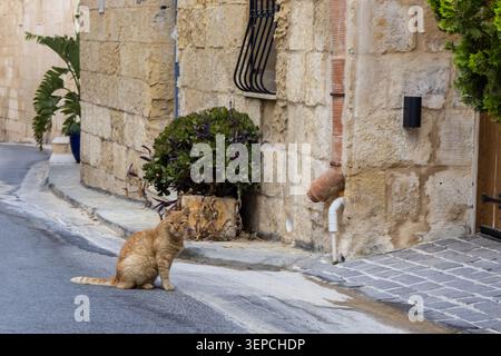 Ginger Cat Sitting on Quiet Stone Street Beside Rustic Old Town Building and Potted Plant Stock Photo