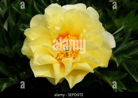 Yellow Paeonia, peony ‘bartzella’ in flower. Stock Photo