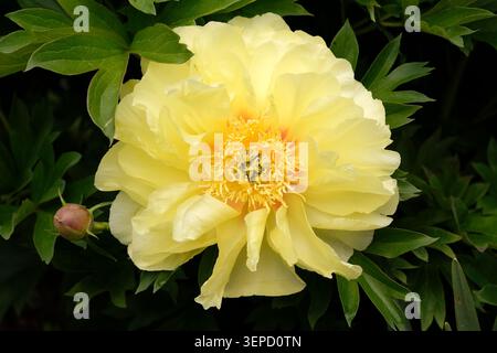 Yellow Paeonia, peony ‘bartzella’ in flower. Stock Photo