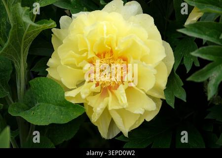 Yellow Paeonia, peony ‘bartzella’ in flower. Stock Photo