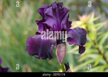 Dark purple bearded iris germanica ‘Superstition’ in flower. Stock Photo