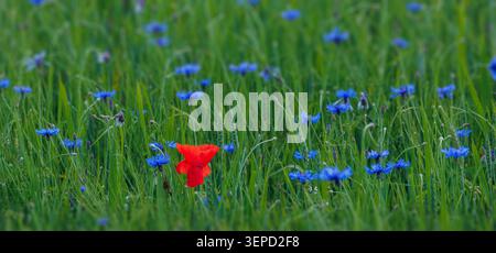 Red poppy in the green natural background. Stock Photo