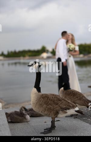 Canada goose standing with small goslings on stone embankment near river. Newlywed wedding couple kissing out of focus on background. Stock Photo