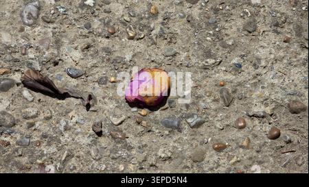A fallen and dried rose bud with purple and yellow petals lies next to a crumpled brown leaf on a rough concrete surface embedded with small pebbles Stock Photo