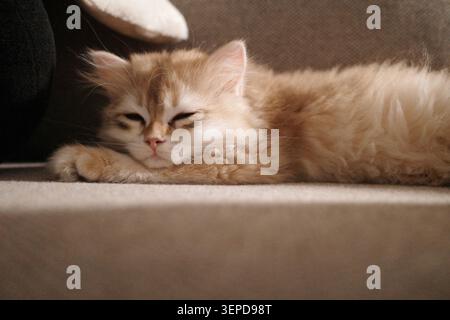 A Sleeping British long-haired kitten Stock Photo