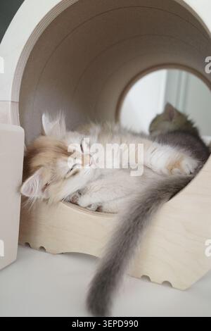 Two kittens are sleeping in a cat tunnel Stock Photo