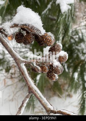 Ice coating on evergreen branch with pinecones Stock Photo