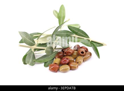 Cailletier, also known as Taggiasca olives, with leaves on white background. Stock Photo