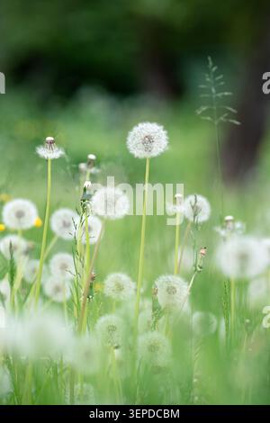Soft dandelion puff flowers and grass on field. Calm summer nature background. Invasive plant, weeds Stock Photo