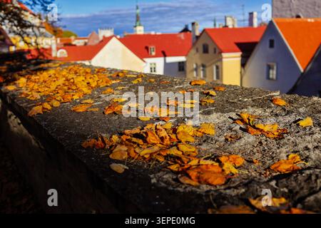 Golden autumn leaves on ancient stone wall with colourful rooftops and church spire of Tallinn Old Town in the background, Estonia. Stock Photo