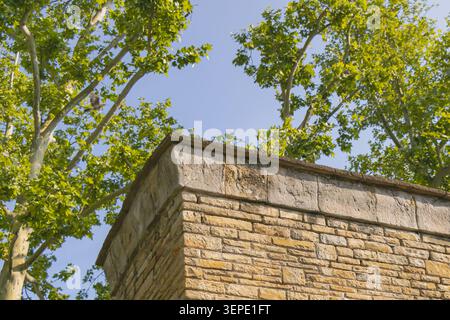 Low angle view of a historic stone structure surrounded by tall plane trees and green foliage, creating a harmonious blend of architecture and nature Stock Photo