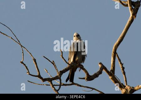 Mississippi Kite, Ictinia mississippiensis, in late light Stock Photo