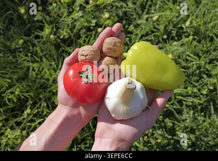 Farmers hands presenting a vibrant collection of freshly harvested organic vegetables and walnuts, highlighting sustainable agriculture, healthy eatin Stock Photo