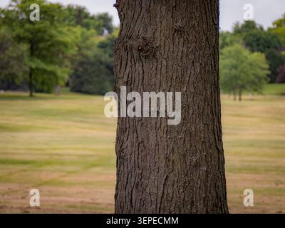 Close up of a rough brown tree trunk showing detailed bark texture with a soft green public park lawn blurred in the background Stock Photo