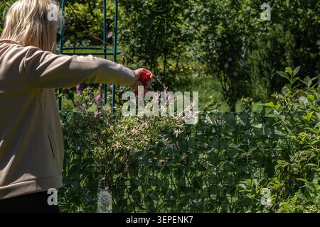 Female gardener pruning the shoots of a Japanese willow (Hakuro Nishiki) using garden shears. The image captures seasonal garden maintenance, ornament Stock Photo