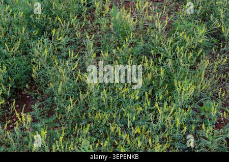 Yellow Sweet Clover, Melilotus officinalis Stock Photo