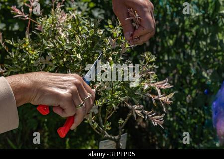 Female gardener pruning the shoots of a Japanese willow (Hakuro Nishiki) using garden shears. The image captures seasonal garden maintenance, ornament Stock Photo