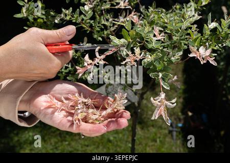 Female gardener pruning the shoots of a Japanese willow (Hakuro Nishiki) using garden shears. The image captures seasonal garden maintenance, ornament Stock Photo