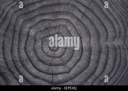 Wood texture of an aged tree trunk cross-section displaying dark concentric growth rings Stock Photo