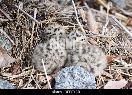 The seagull chick's nest had fallen down to the ground from the lamp-post Stock Photo
