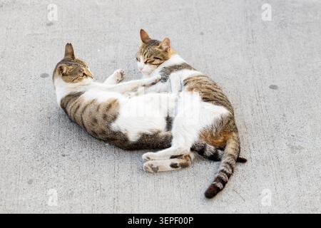 Two cute stray cats playing and rolling together on the pavement in Istanbul, Turkey. Friendly Turkish street cats or kedi interacting close up. Stock Photo