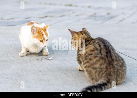 Horizontal close up of two stray cats fighting over a small fish on a sidewalk with copy space. Istanbul street animals food rivalry, animal behavior Stock Photo