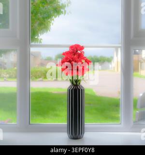 Red carnations bloom in a sleek black vase. Window frames a peaceful suburban backyard. Green grass and soft clouds complete the view. Vase rests on a Stock Photo
