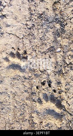 Close-up of animal paw prints imprinted on dry, cracked earth with small pebbles and rough texture, illustrating wildlife presence and nature details Stock Photo