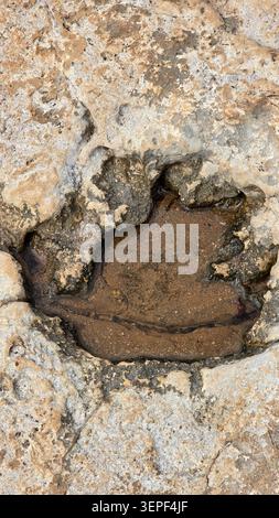 Close-up of a small natural pool of water in a weathered and eroded limestone rock surface, showing texture, crevices, and varying shades of tan, brow Stock Photo