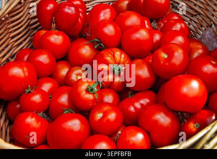 Basket brimming with plump, sun-ripened tomatoes, bursting with flavour and picked at peak perfection—not harvested green and left to ripen. Stock Photo