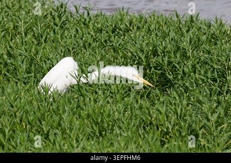 Great Egret, Ardea alba, fluffing feathers Stock Photo