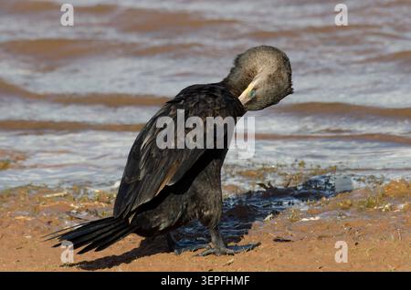 Neotropic Cormorant, Nannopterum brasilianum, preening Stock Photo