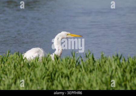 Great Egret, Ardea alba, fluffing feathers Stock Photo