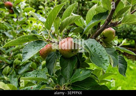 Rain-Kissed Ripening Apples on Branch in Hardanger Orchard, Norway During Summer Stock Photo