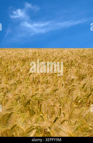 A Field of Ripe Wheat with Blue Sky Stock Photo