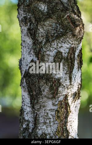 Detailed Birch Tree Bark Texture Closeup Stock Photo
