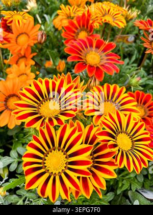 Close up of vivid red flower buds growing among broad green leaves in a ...