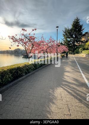 Cherry blossom trees flowering beside a waterfront pathway in Vancouver, British Columbia, Canada. Stock Photo