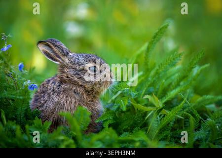 Young hare resting in lush green grass with small blue flowers Stock Photo
