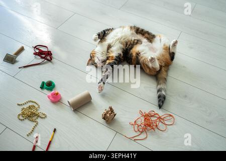 Relaxed cat lying on back on floor interested in various toys brought by owner for pet activity care Stock Photo