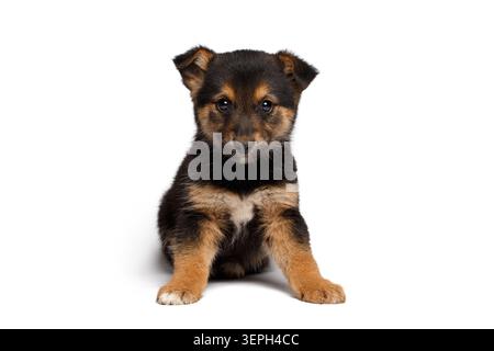 Mixed breed black and tan puppy sitting in frontal view on white background, studio portrait Stock Photo