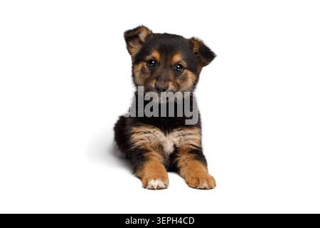 Mixed breed black and tan puppy lying down and looking aside on white background, studio portrait Stock Photo