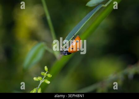 Macro view of a single bright orange ladybug climbing upside down on a vibrant green plant stem with a soft blurred background Stock Photo