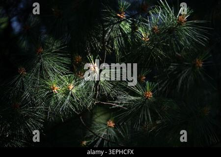 Dramatic low key shot of evergreen pine branches with morning sunlight breaking through deep shadows, mysterious forest concept. Close-up macro of sun Stock Photo